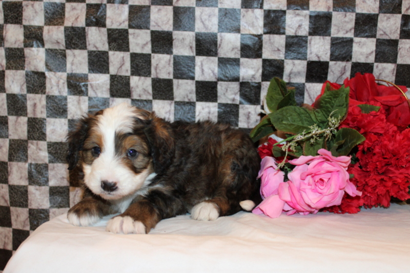 puppy, for, sale, Bernedoodle F2, Matthew B. Stoltzfus, dog, breeder, Gap, PA, dog-breeder, puppy-for-sale, forsale, nearby, find, puppyfind, locator, puppylocator, aca